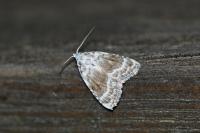 Meganola albula