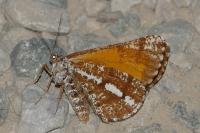 Bupalus piniaria