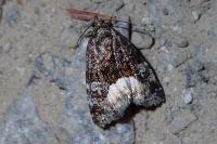 Deltote pygarga
