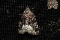 Deltote pygarga