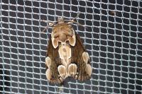Thyatira batis