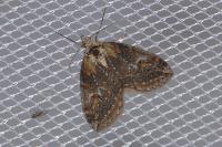 Chesias isabella