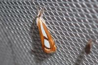Catoptria gr. permutatellus