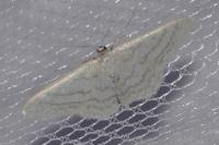 Scopula floslactata