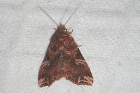 Callopistria juventina