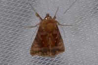 Autographa jota