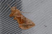 Autographa jota