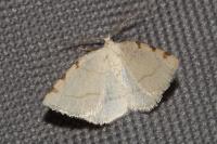 Stegania trimaculata