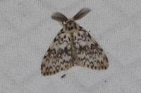 Lymantria monacha