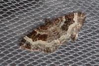 Epirrhoe alternata