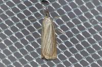 Chrysoteuchia culmella