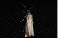 Chrysoteuchia culmella