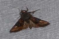 Euplexia lucipara