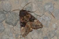 Euplexia lucipara