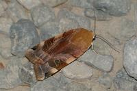 Noctua fimbriata/tirrenica