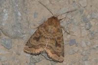 Caradrina morpheus