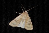 Caradrina morpheus