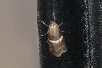 Elegia similella/atrifasciella