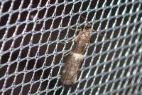 Elegia similella/atrifasciella