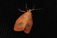 Miltochrista miniata