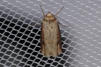 Axylia putris