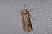 Axylia putris