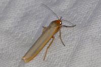 Manulea complana