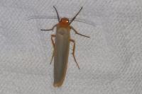 Manulea complana