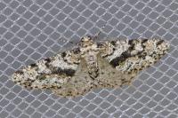 Fagivorina arenaria