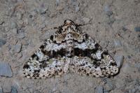 Fagivorina arenaria
