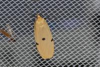 Lithosia quadra