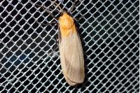 Lithosia quadra