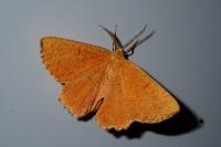 Angerona prunaria