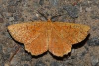 Angerona prunaria