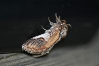 Notodonta ziczac