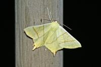 Ourapteryx sambucaria