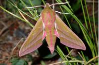 Deilephila elpenor