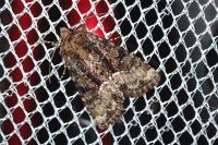 Oligia