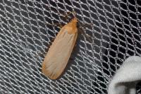 Katha depressa