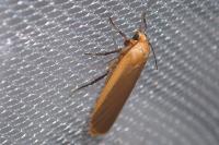 Katha depressa