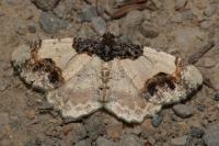 Ligdia adustata