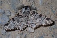 Biston betularia