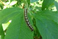 Lasiocampa quercus quercus