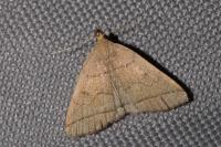 Herminia tarsipennalis