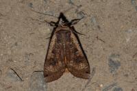 Noctua pronuba