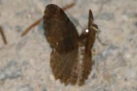 Philereme vetulata