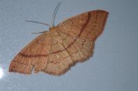 Cyclophora linearia
