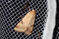 Heliothis peltigera