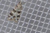 Eudonia delunella