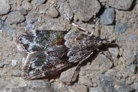 Eudonia mercurella